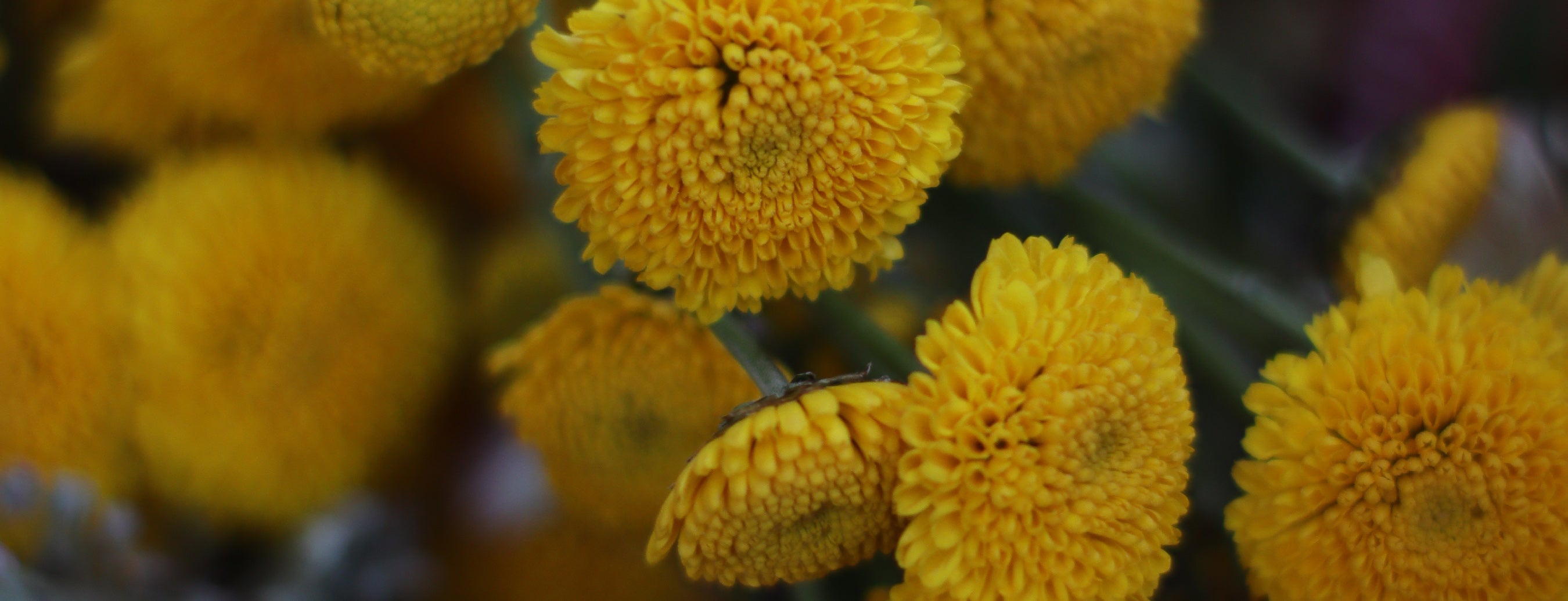 Ayurveda en tu rostro