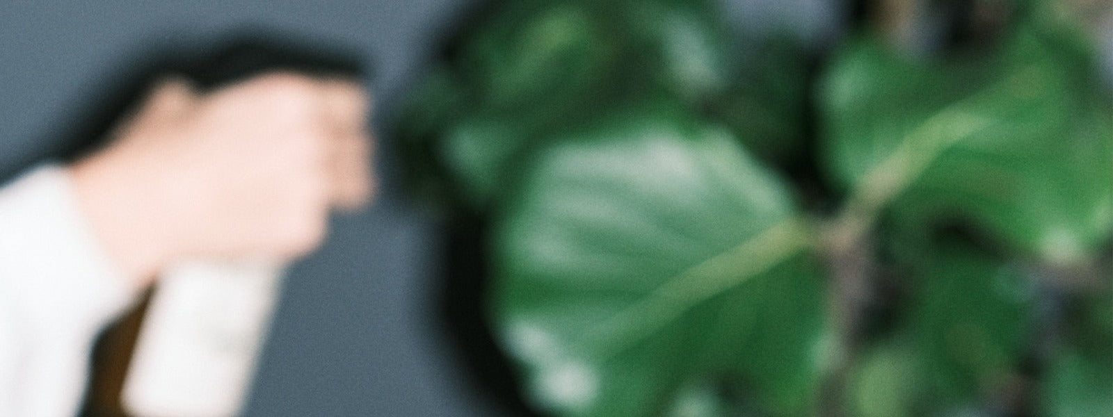Brumas para Plantas